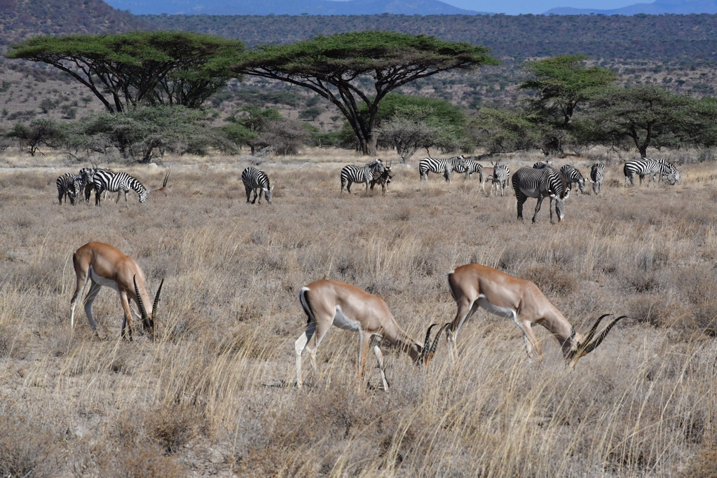 Buffalo Springs Nat. Reserve